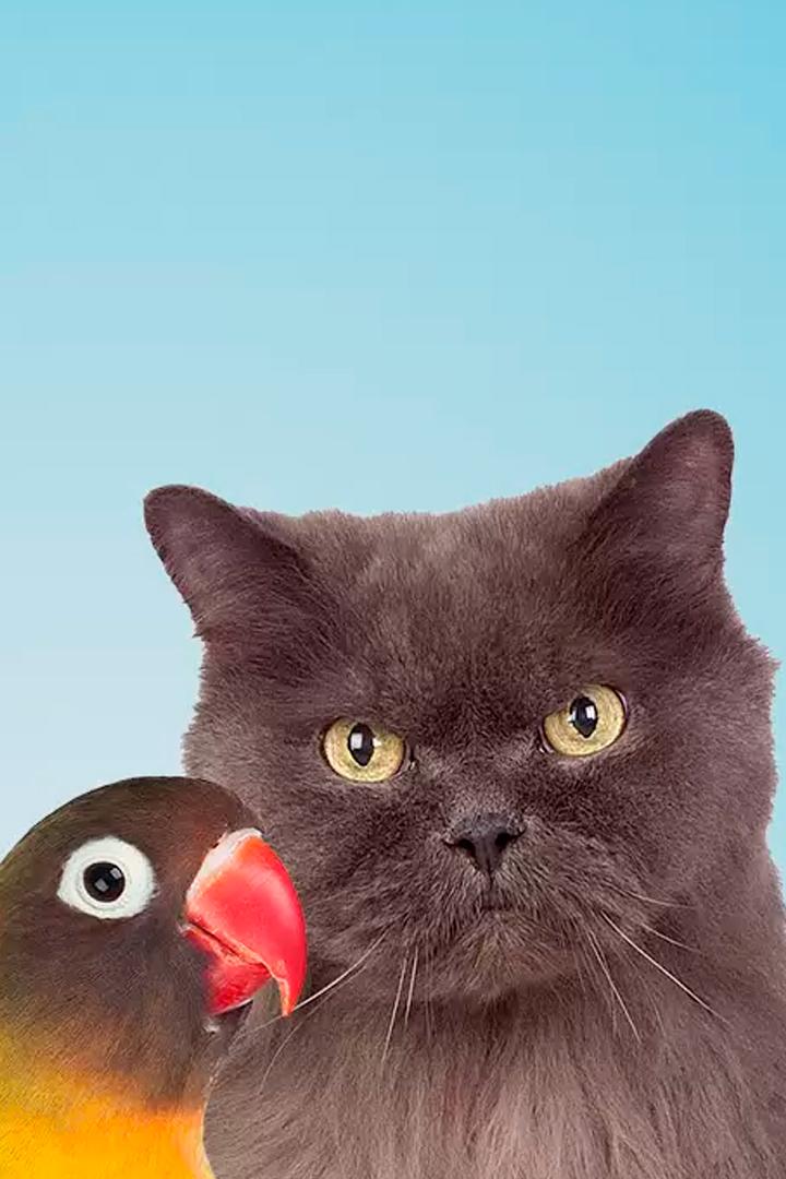 Необыкновенная дружба