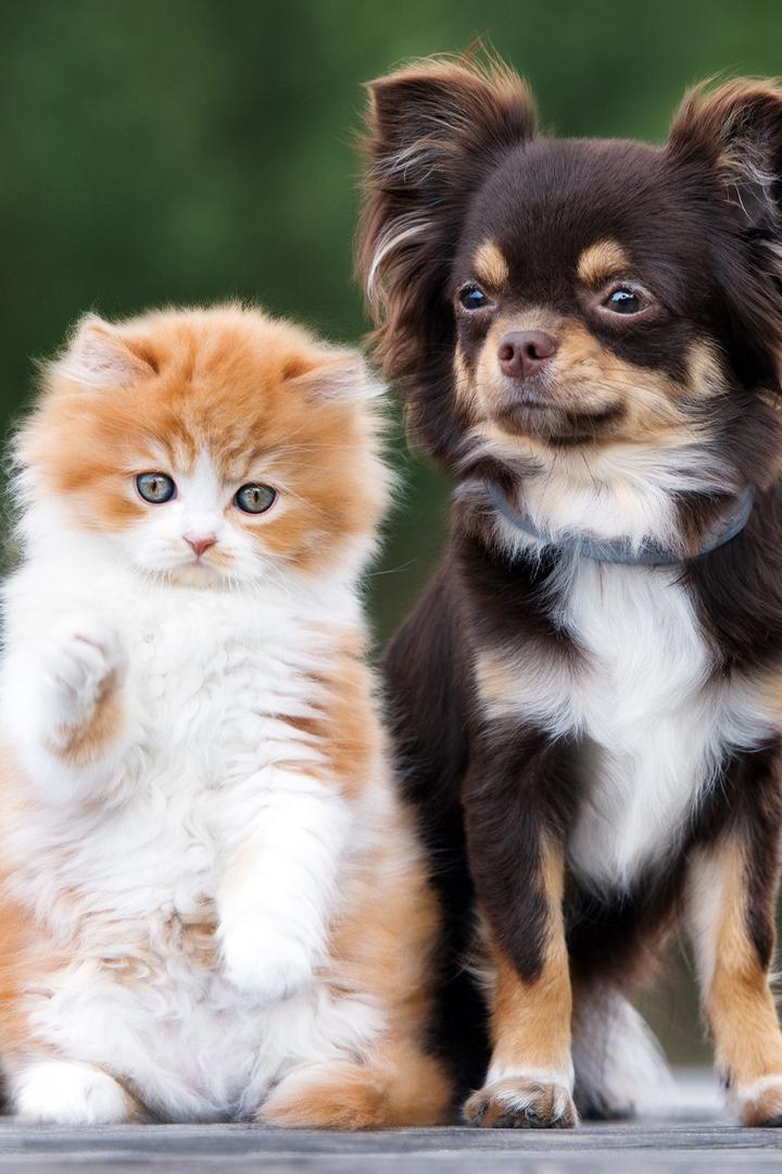 Кошки против собак. Кто лучше?