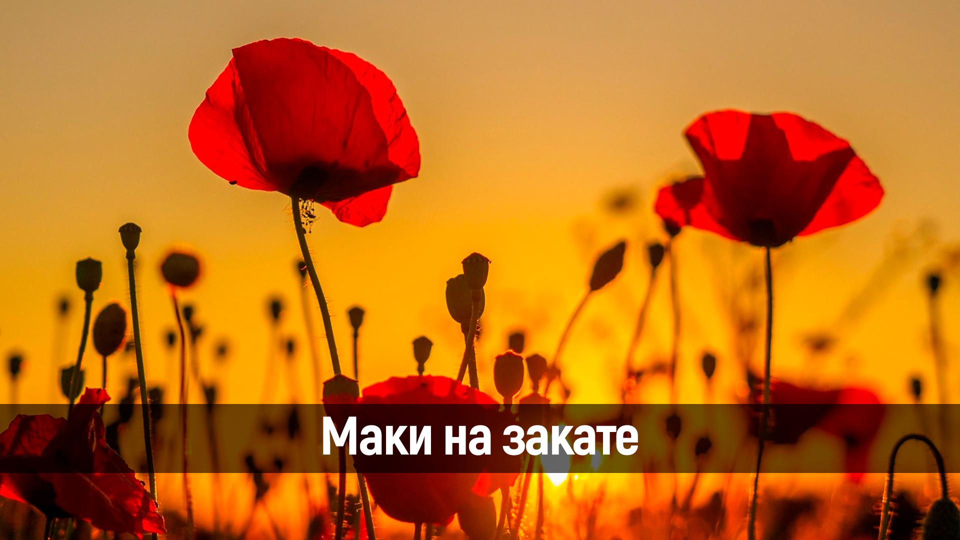 Маки на закате