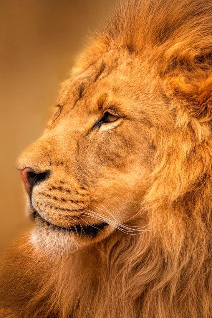 Сильнейшие львы долины Луанга