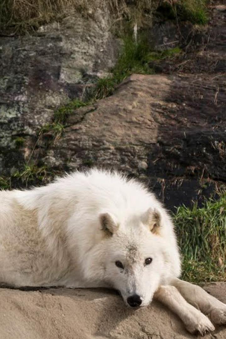Белые волки: призраки арктики