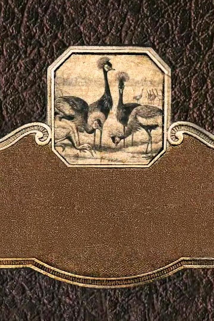 Захватывающие птицы Восточной Африки