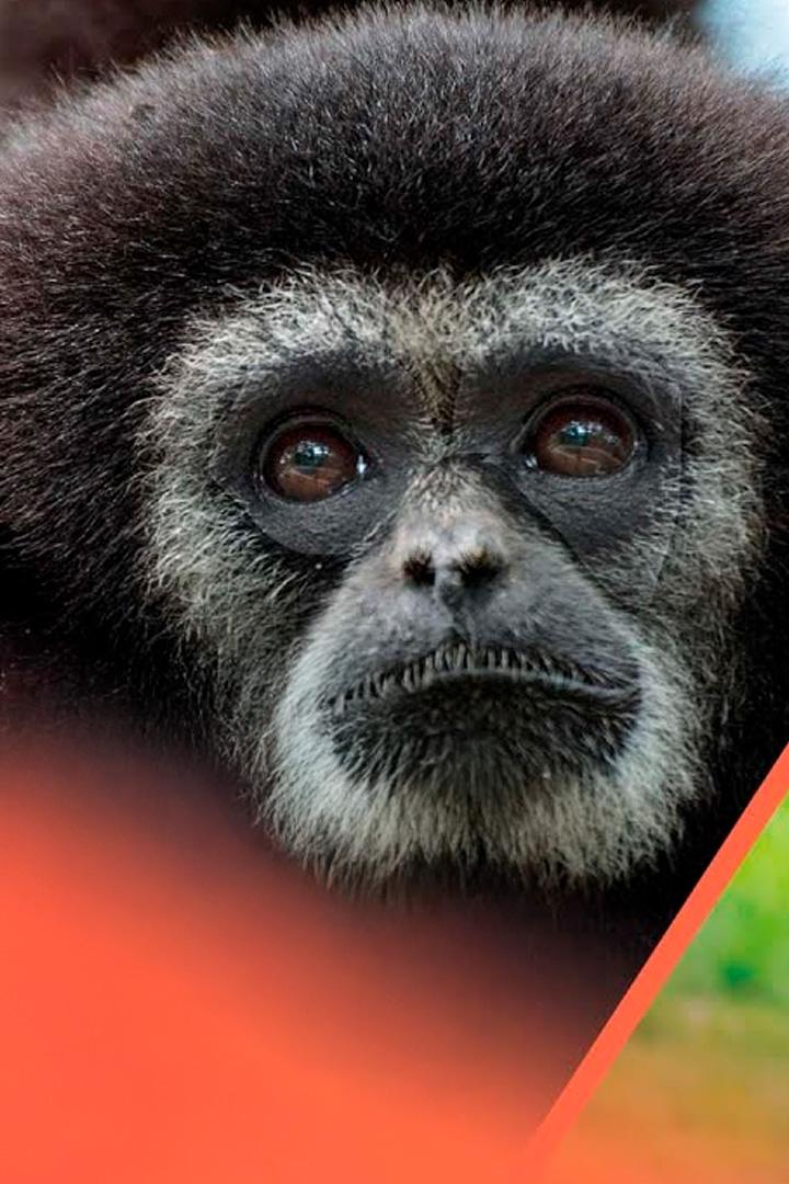 Спасти слонов и гиббонов Индонезии