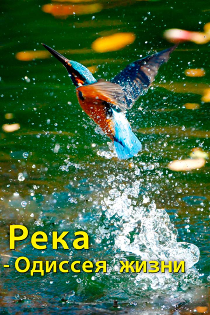 Река - Одиссея жизни