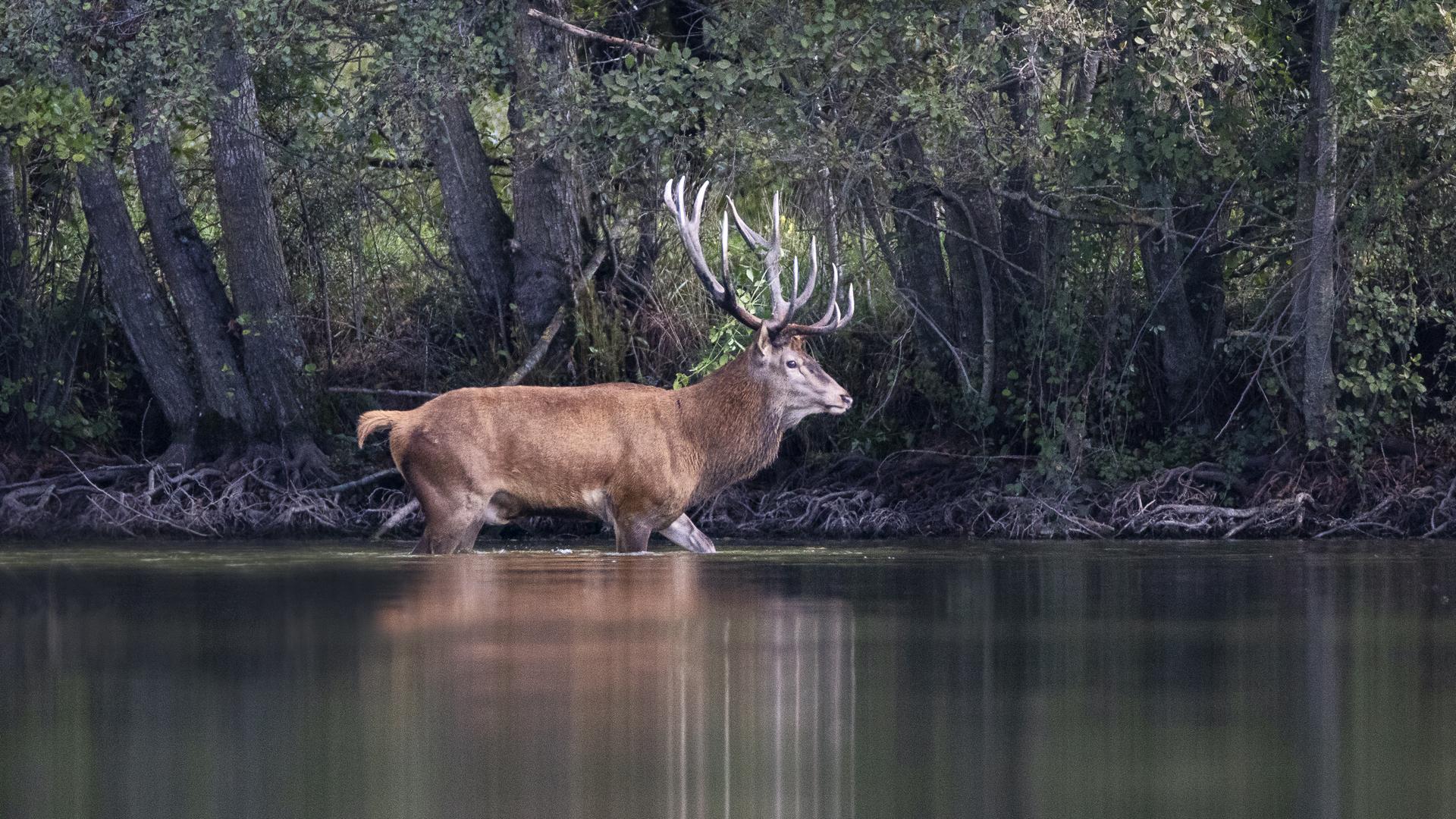 Олень - король леса