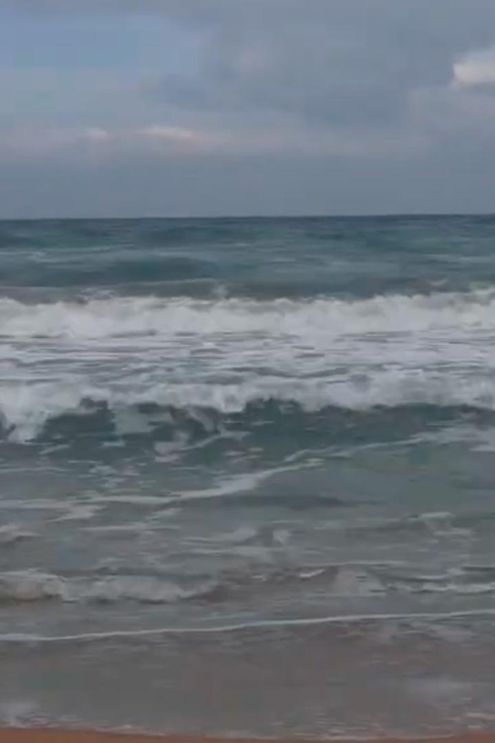 Сохраним Каспийского тюленя