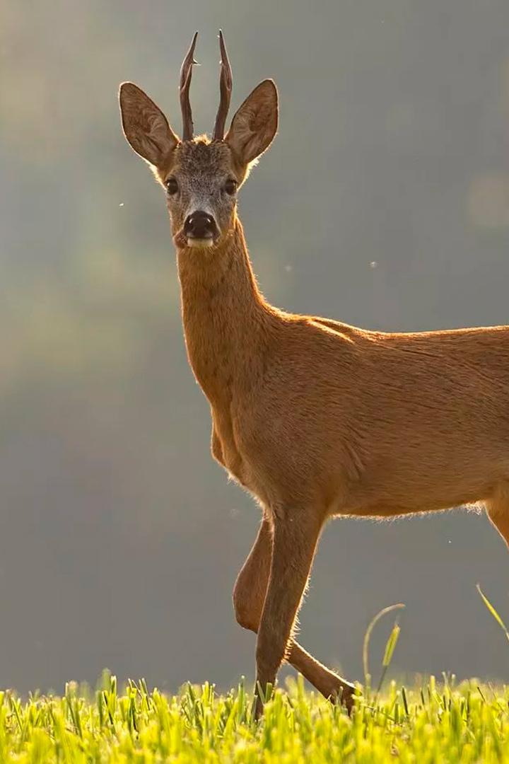 O животных и не только