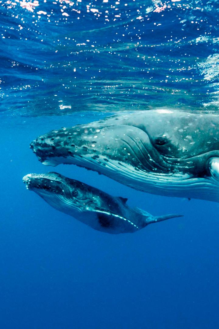 Сколько стоит кит?