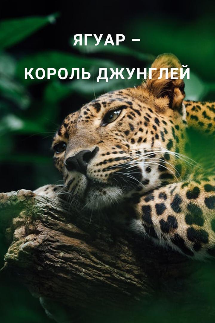 Ягуар - король джунглей