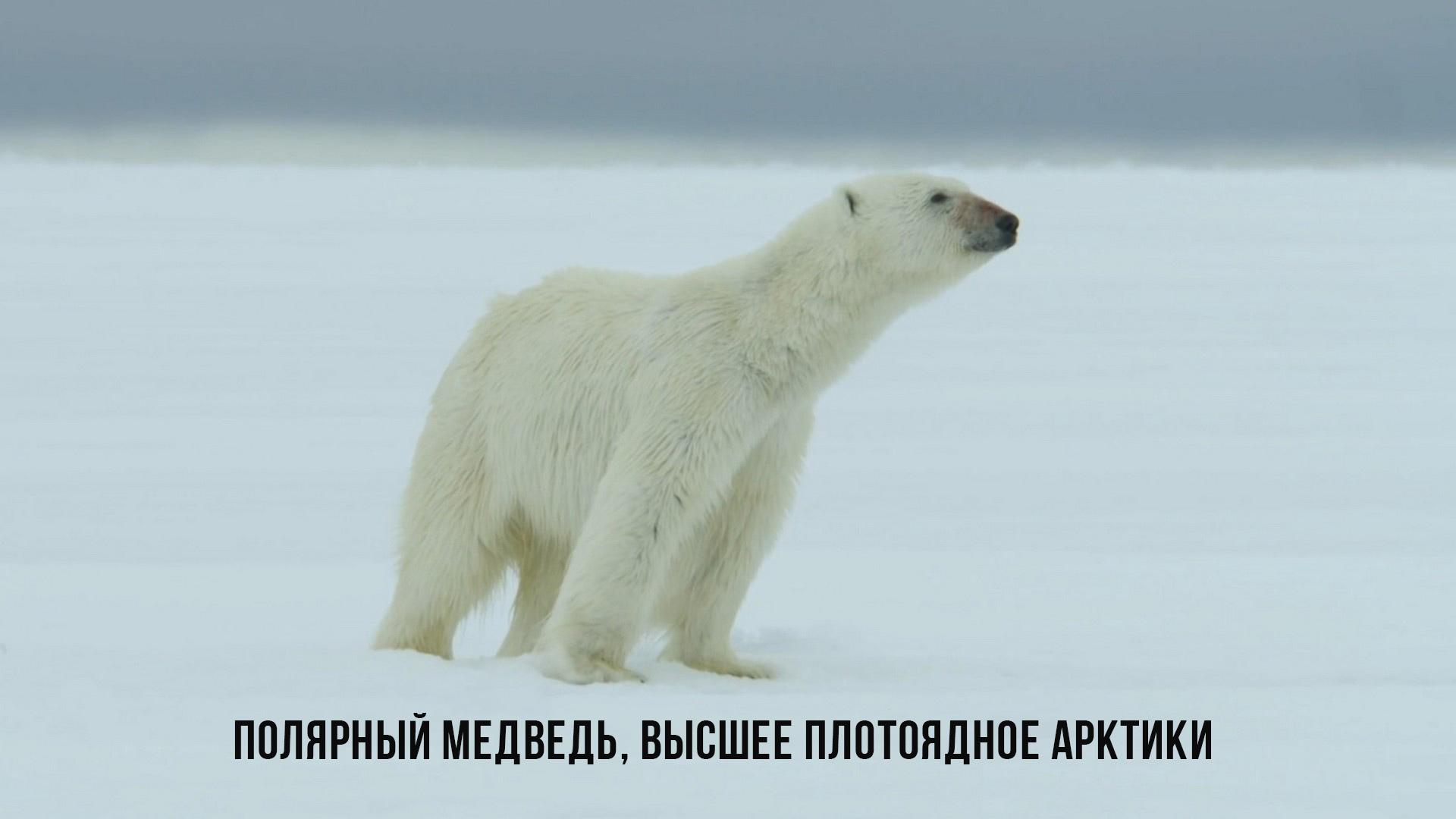 Полярный медведь, высшее плотоядное Арктики