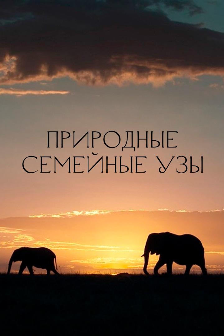 Крепкие семейные узы