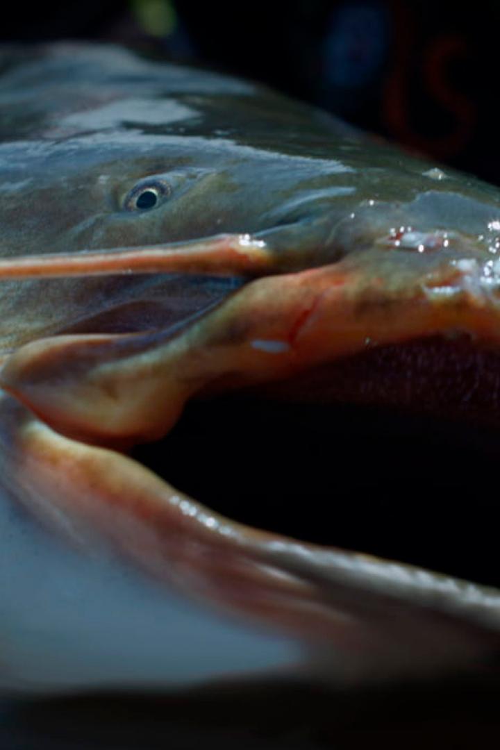 Речные челюсти