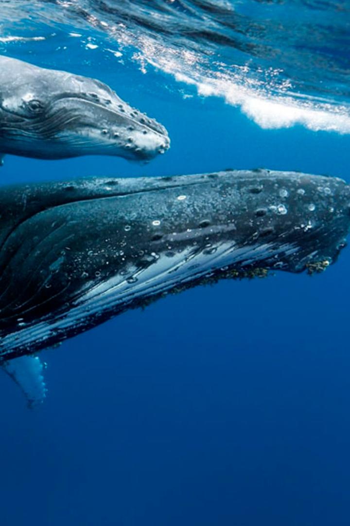 Морские млекопитающие: чемпионы глубин