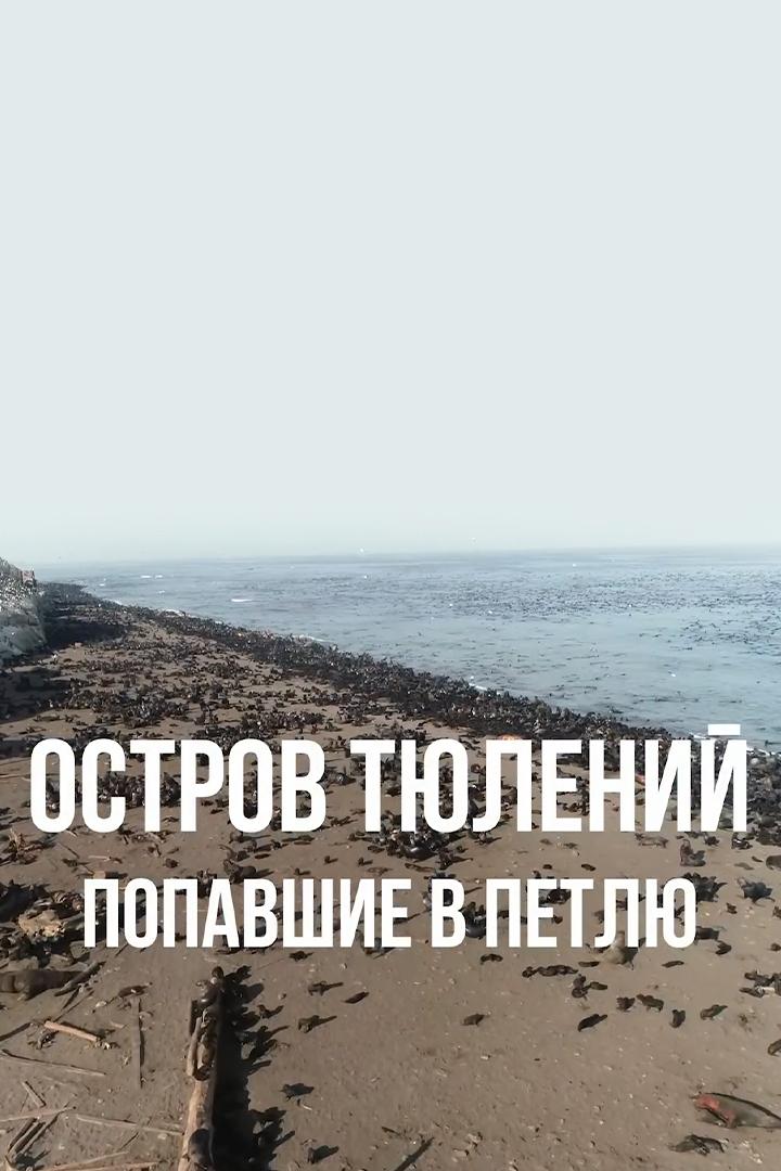 Остров Тюлений. Попавшие в петлю