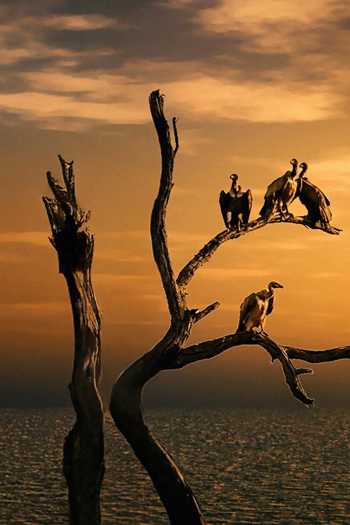 Санитары природы