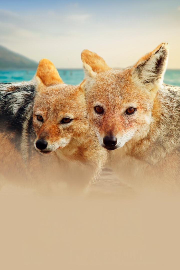 Берег шакалов Намибии