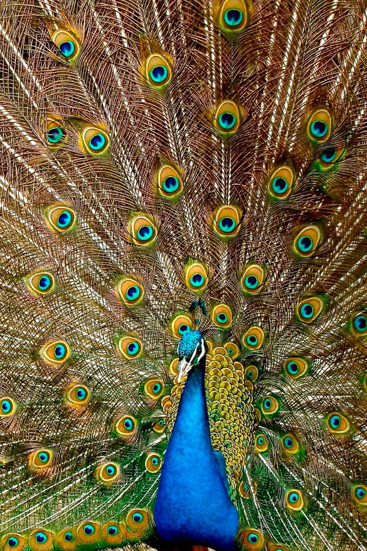 ДНК животных