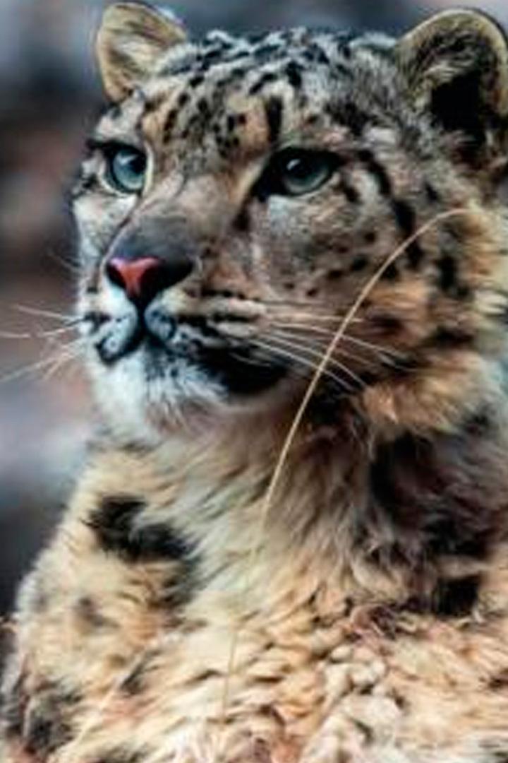 Ледяное королевство снежного леопарда