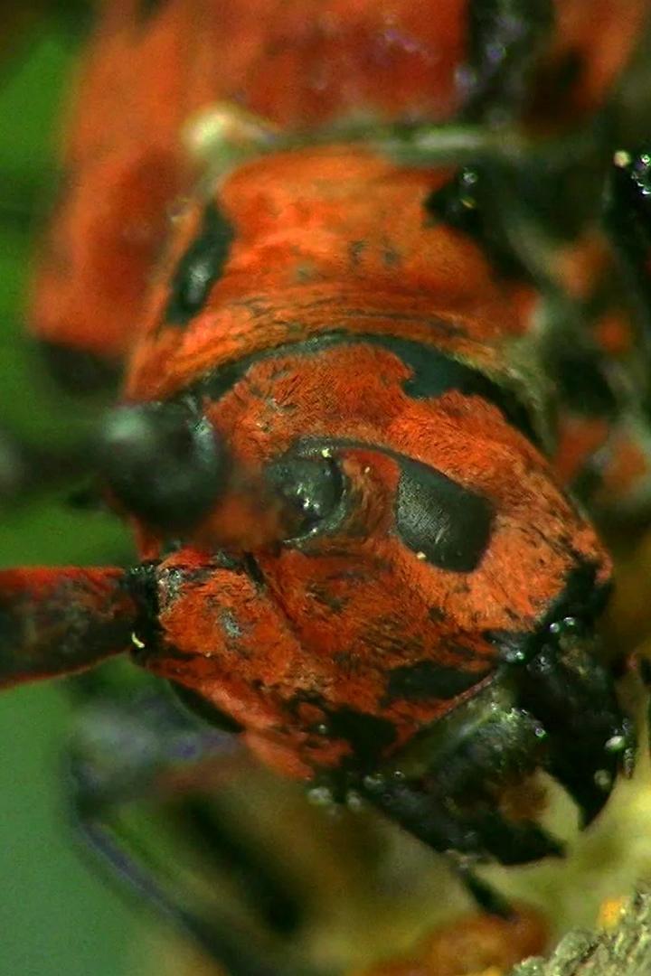 Насекомые. Битва инстинктов