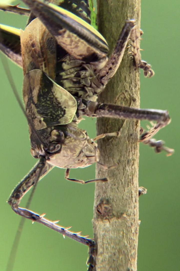 Насекомые. Материнский инстинкт