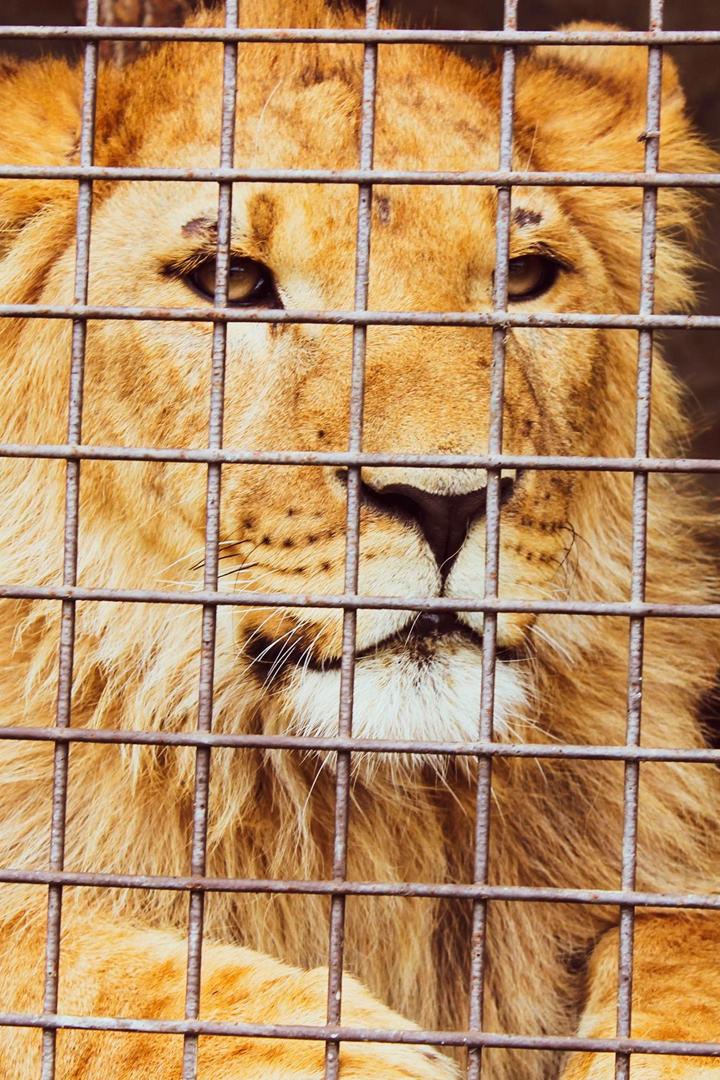 Зоопарк или золотая клетка?