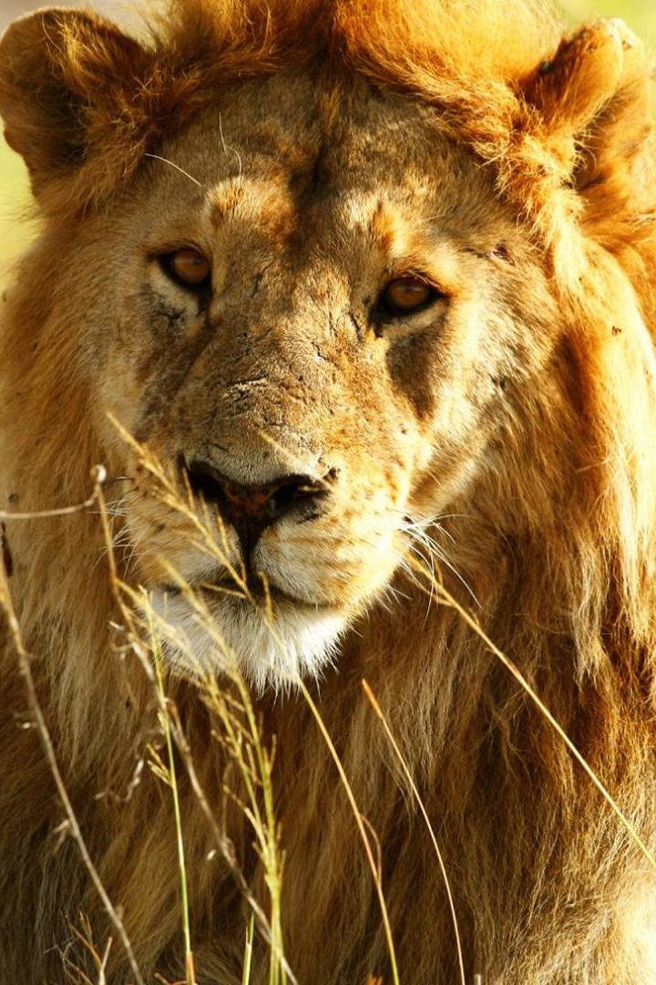 Львы: сила прайда