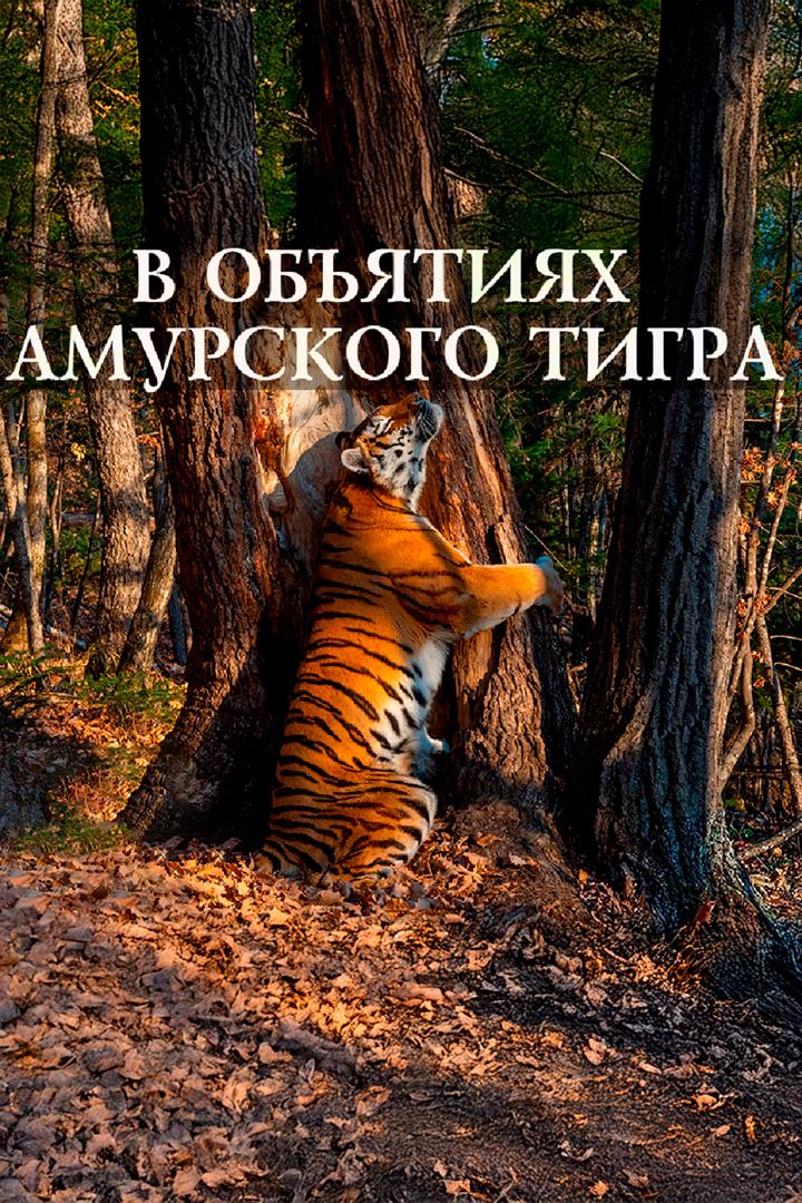 В объятиях амурского тигра