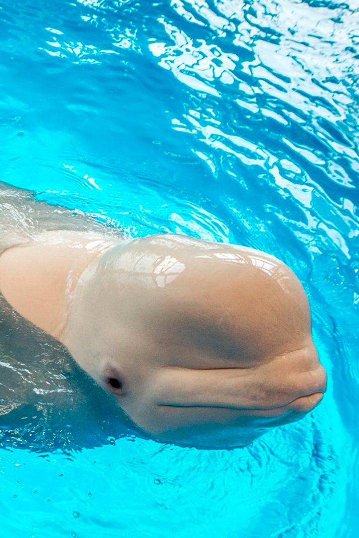 Белый кит - белуха