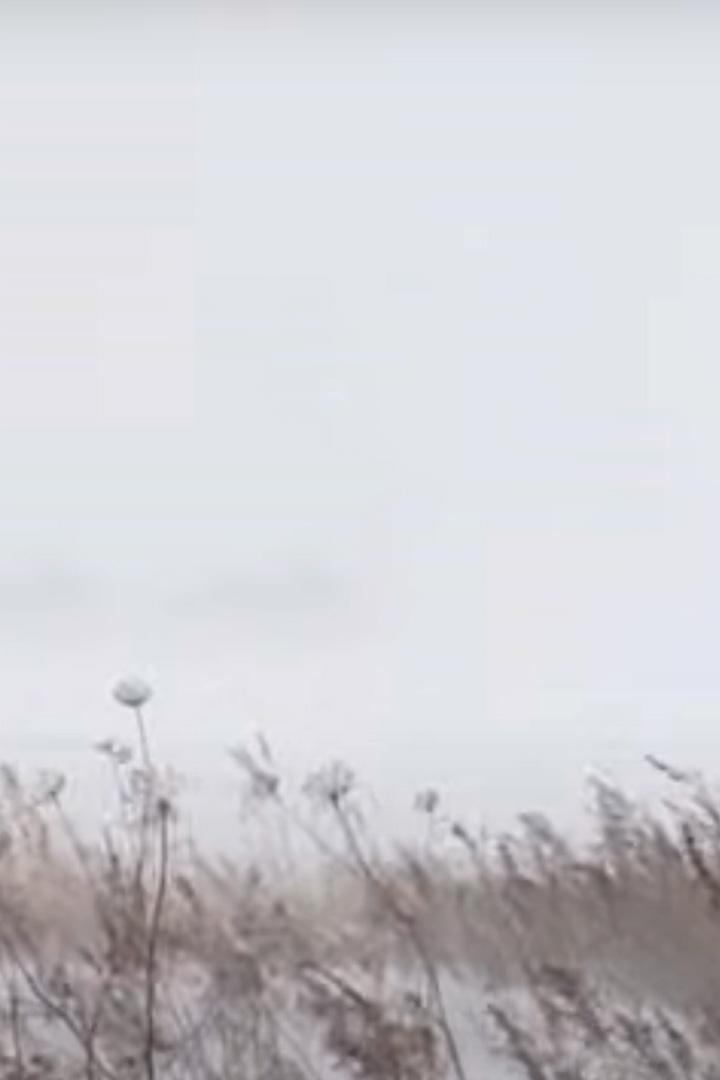 Русские немцы