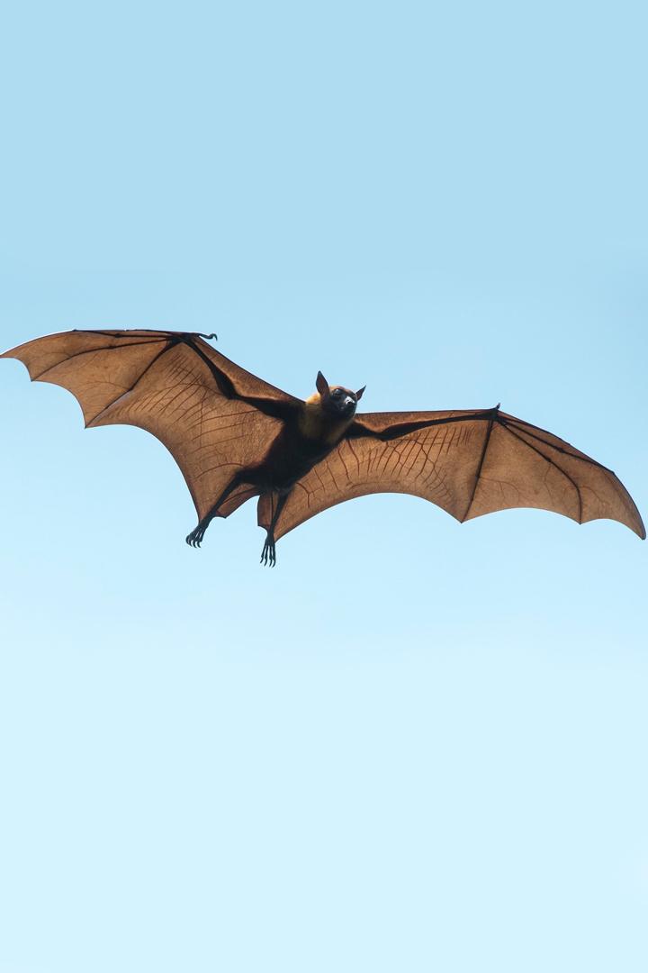 Вся правда о летучих мышах