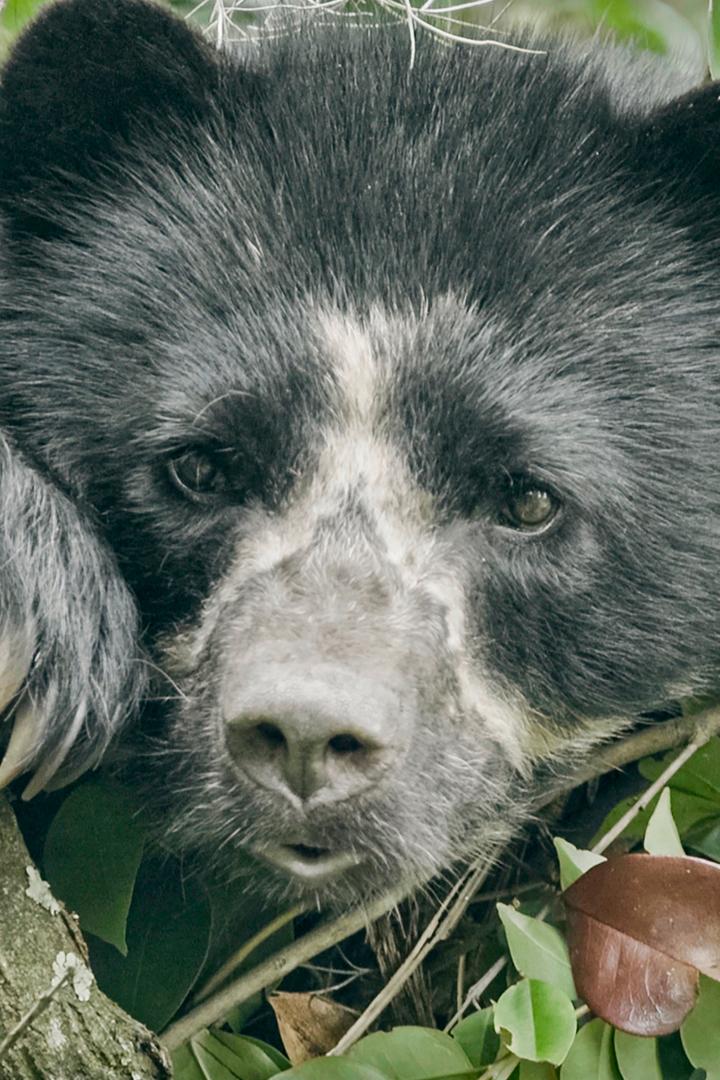 Загадочное стопоходящее животное