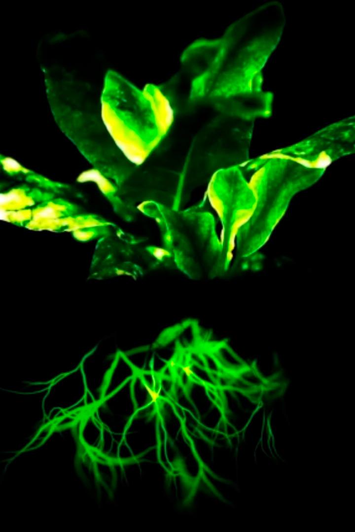 Тайна гениальных растений