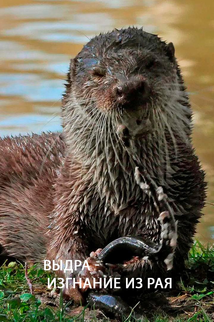 Выдра - изгнание из рая