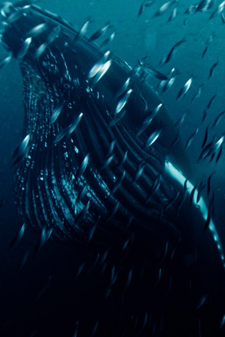 Стремление к природе