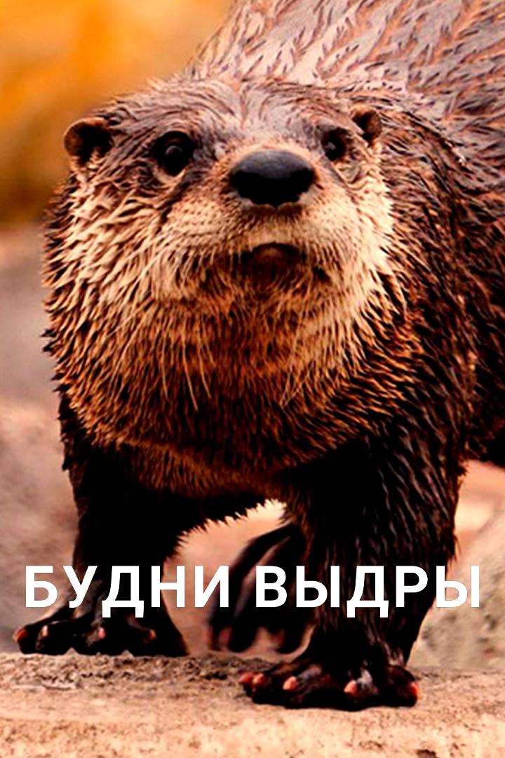 Будни выдры