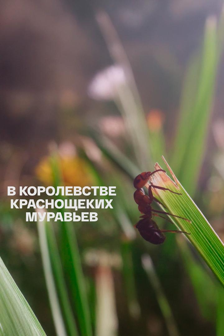 В королевстве краснощёких муравьёв