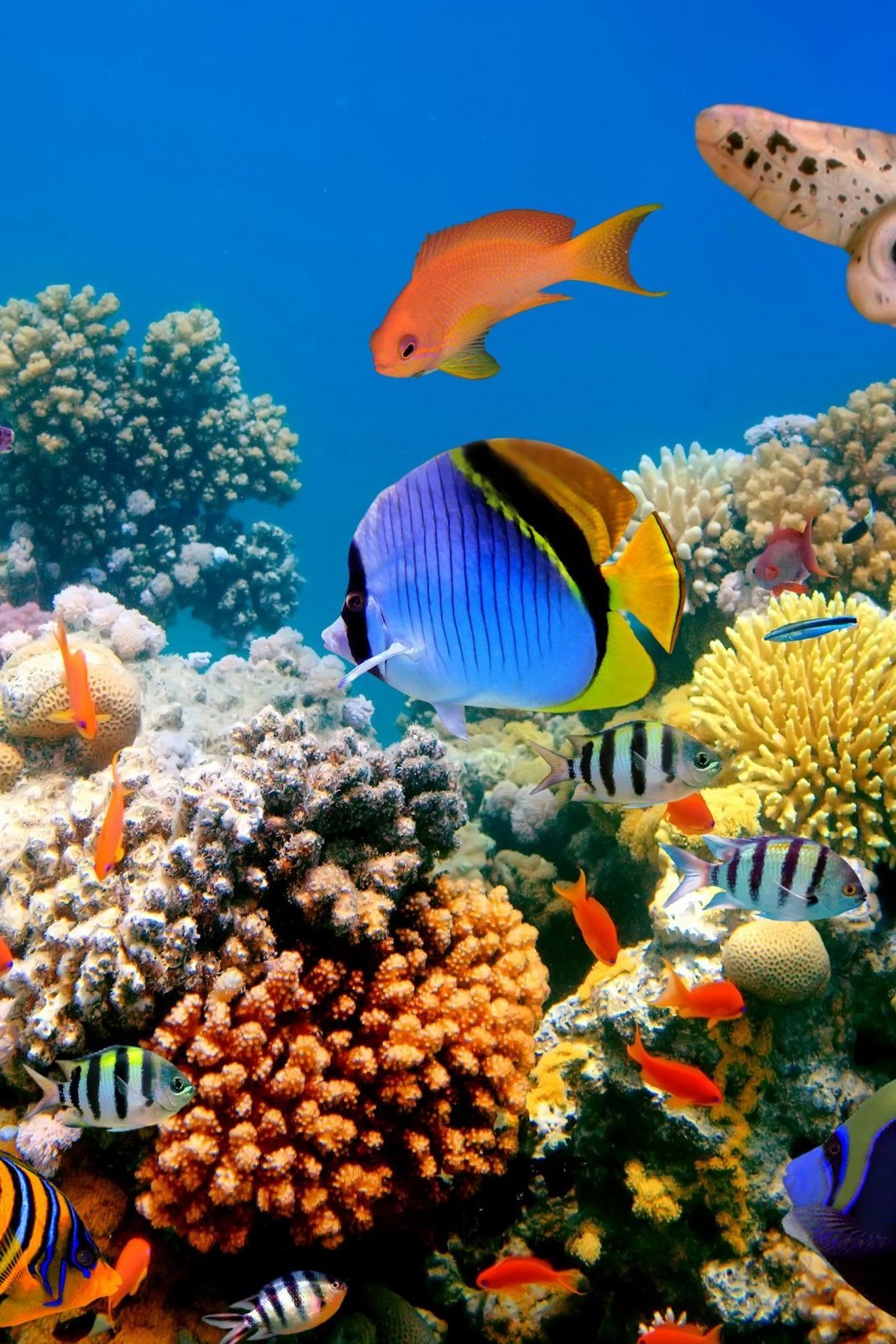 Жизнь под водой