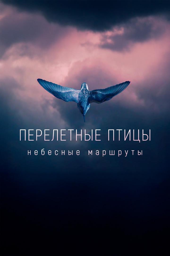 Перелётные птицы. Небесные маршруты