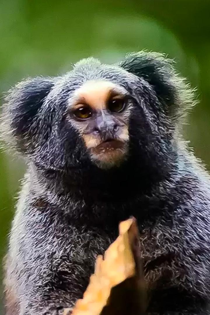 Сердцебиение атлантического леса