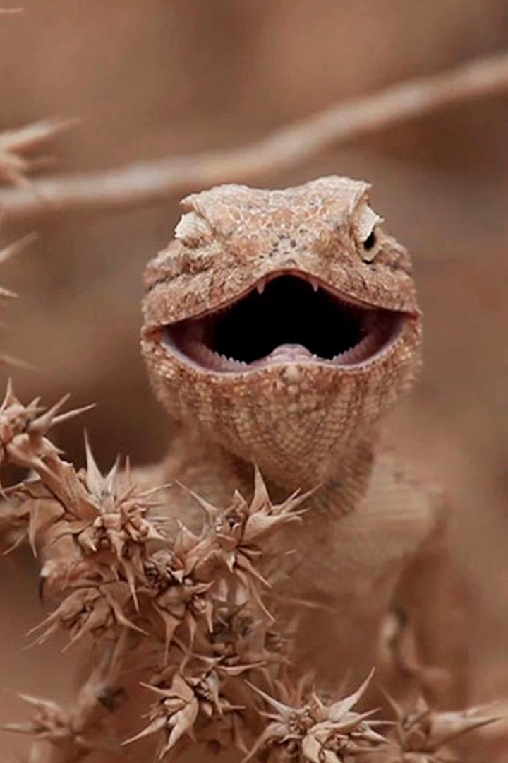 Аламто - страна рептилий