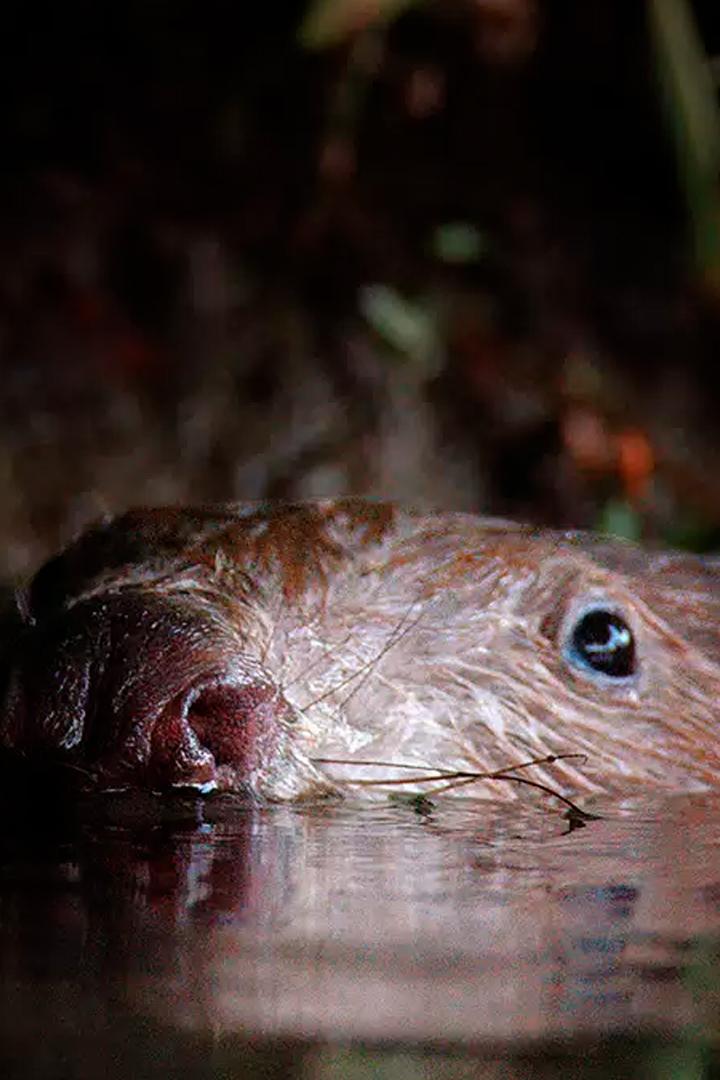 Бобёр - супергерой дикой природы