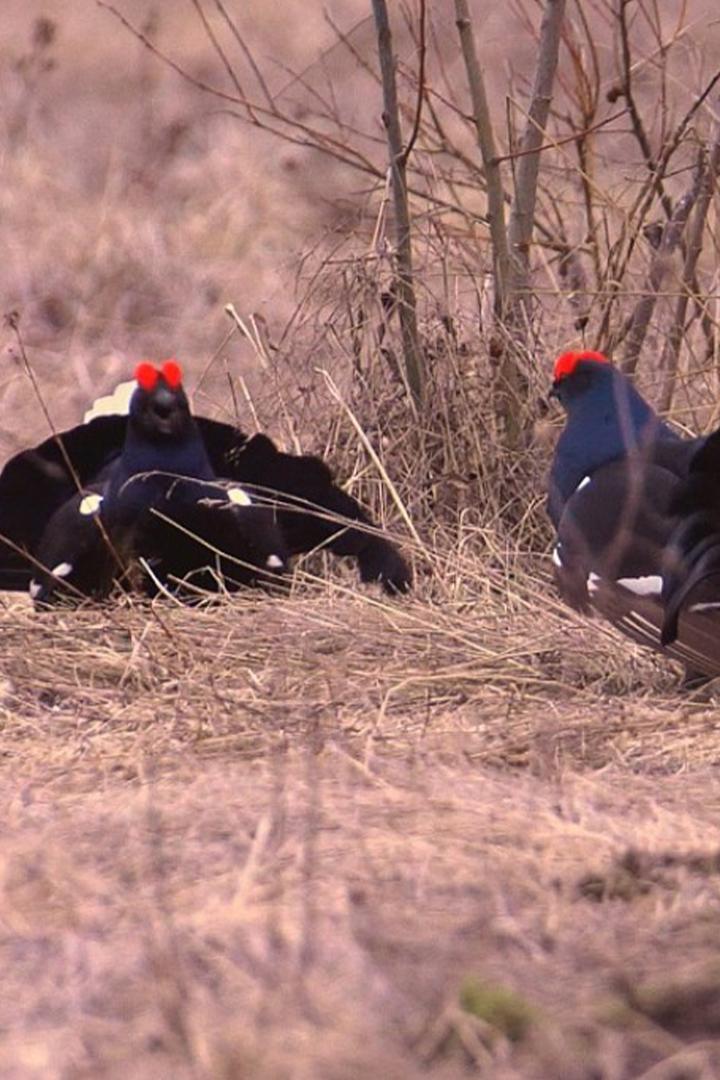Тетеревиный ток. Танец утреннего леса