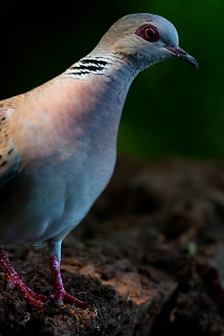 Долгий путь горлицы