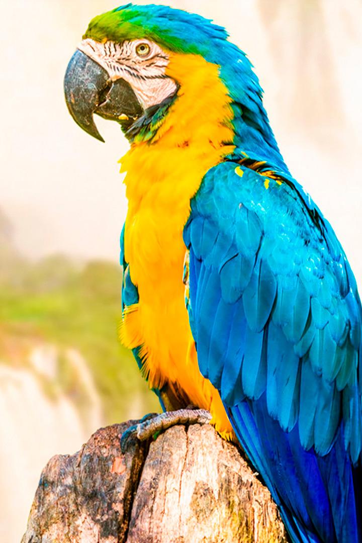 Река Амазонка