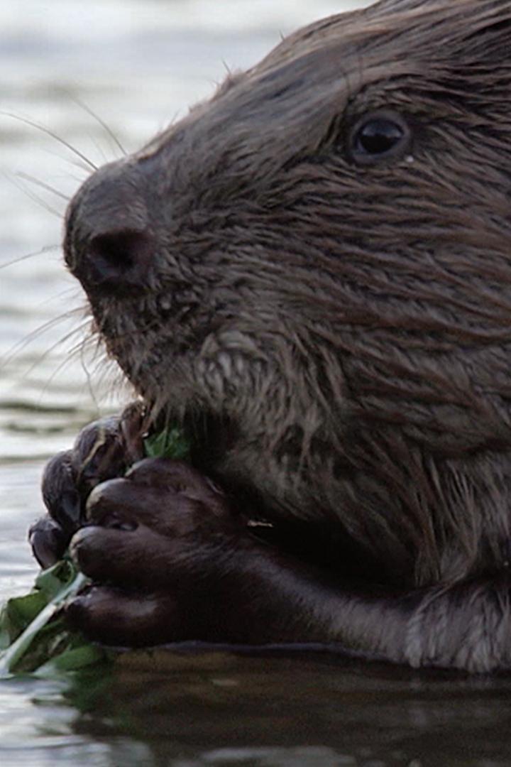 История бобра