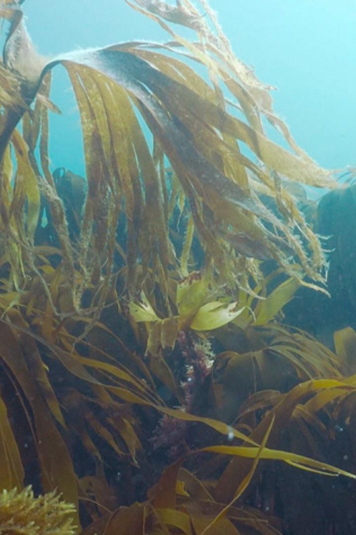 Подводные леса ламинарии
