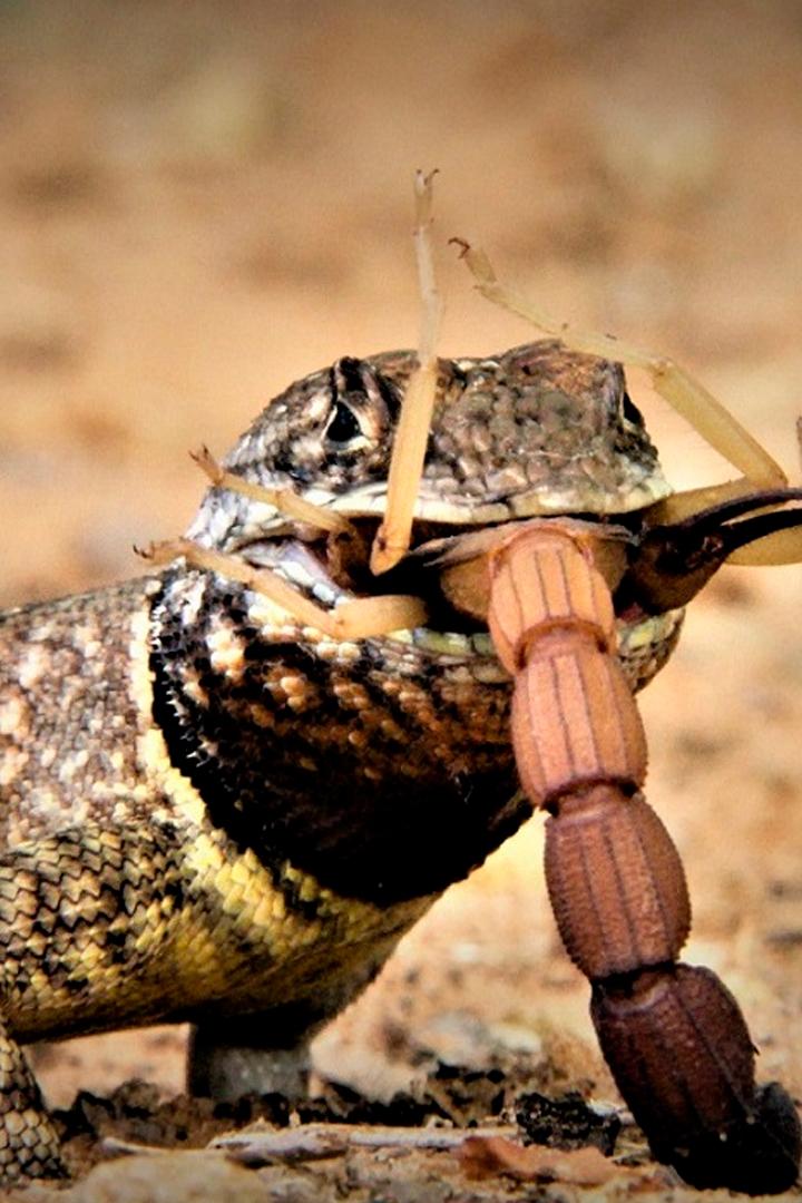 В шкуре зверя