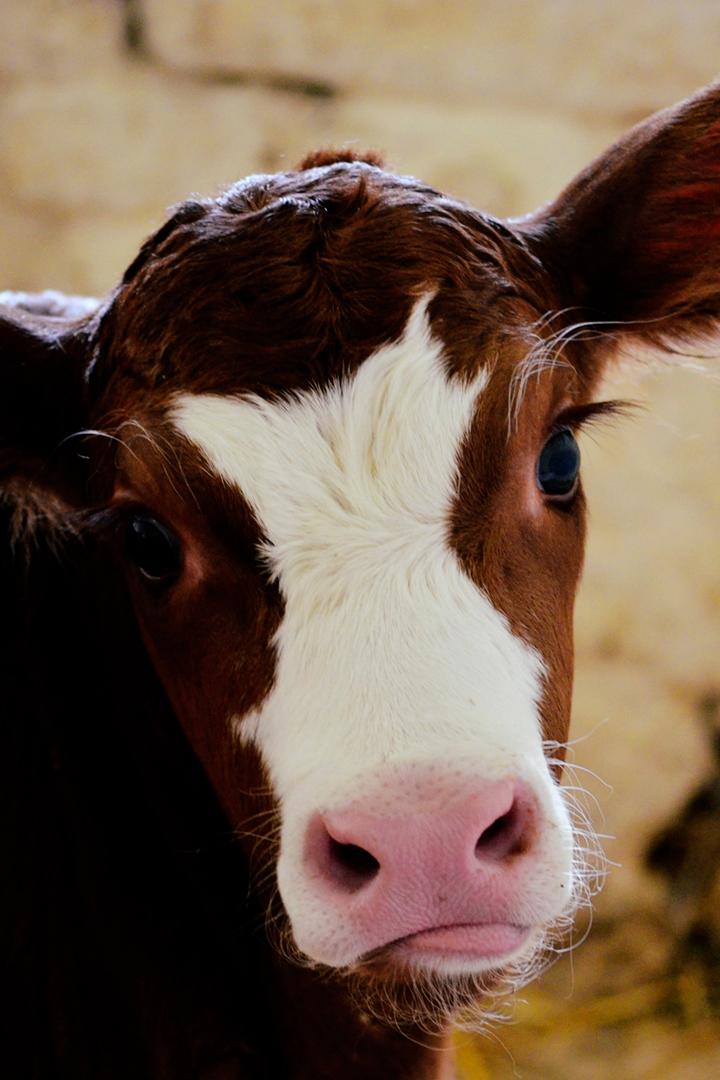 Коровий дар