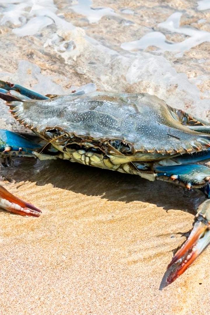 Нашествие голубого краба