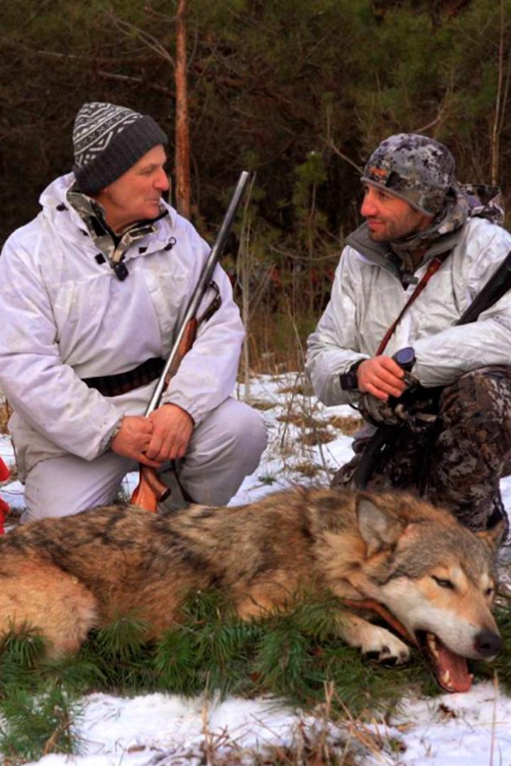 На волка псковским нагоном